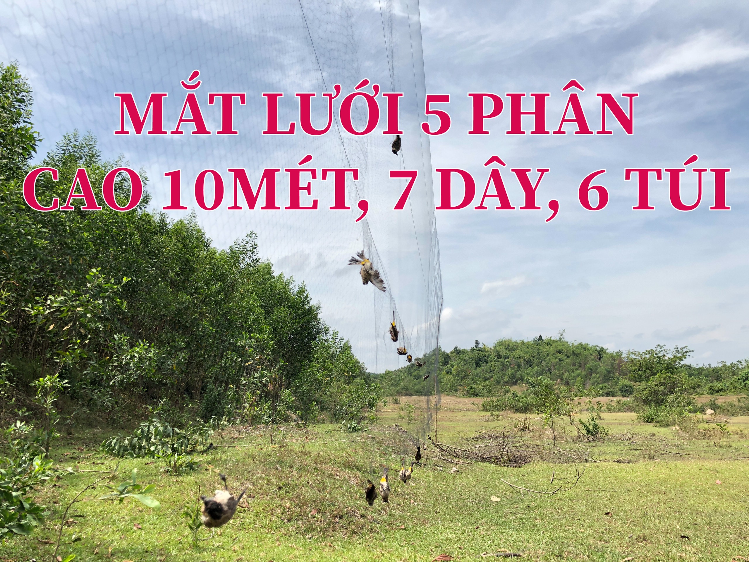 30m lưới 5p (loại cao 10m 7dây 6 túi) bẫy chào mào, họa mi, trao trảo, cu sáo vẹt , tổng hợp chim ngày, lưới cước thái màu đen tàn hình