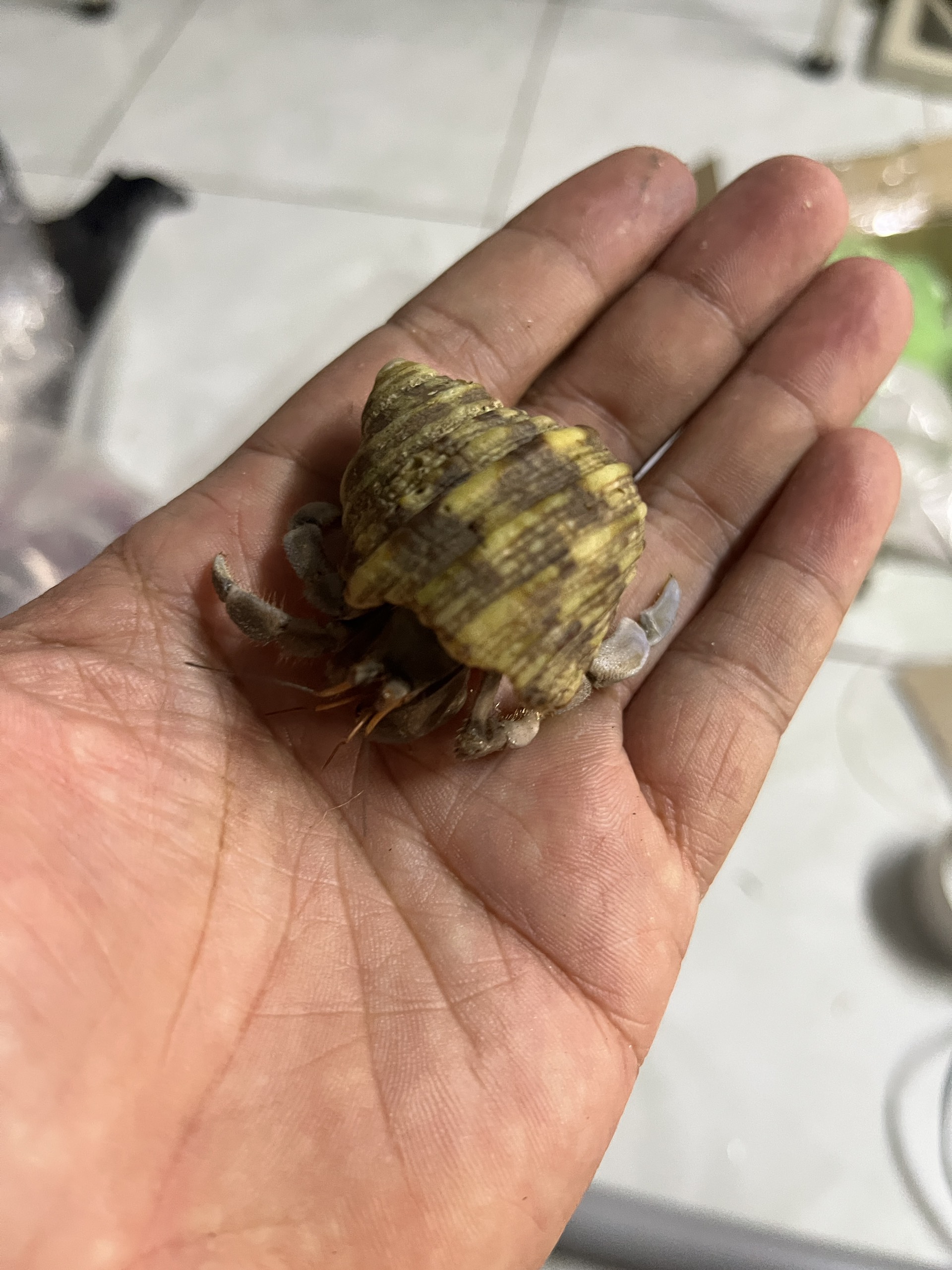Ốc mượn hồn size m. size vừa.