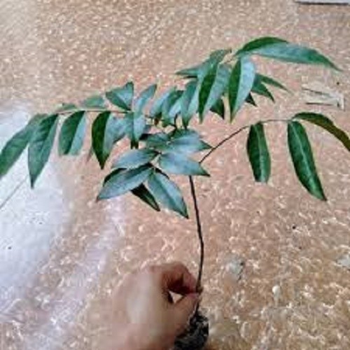 Cây giống cây móc mật