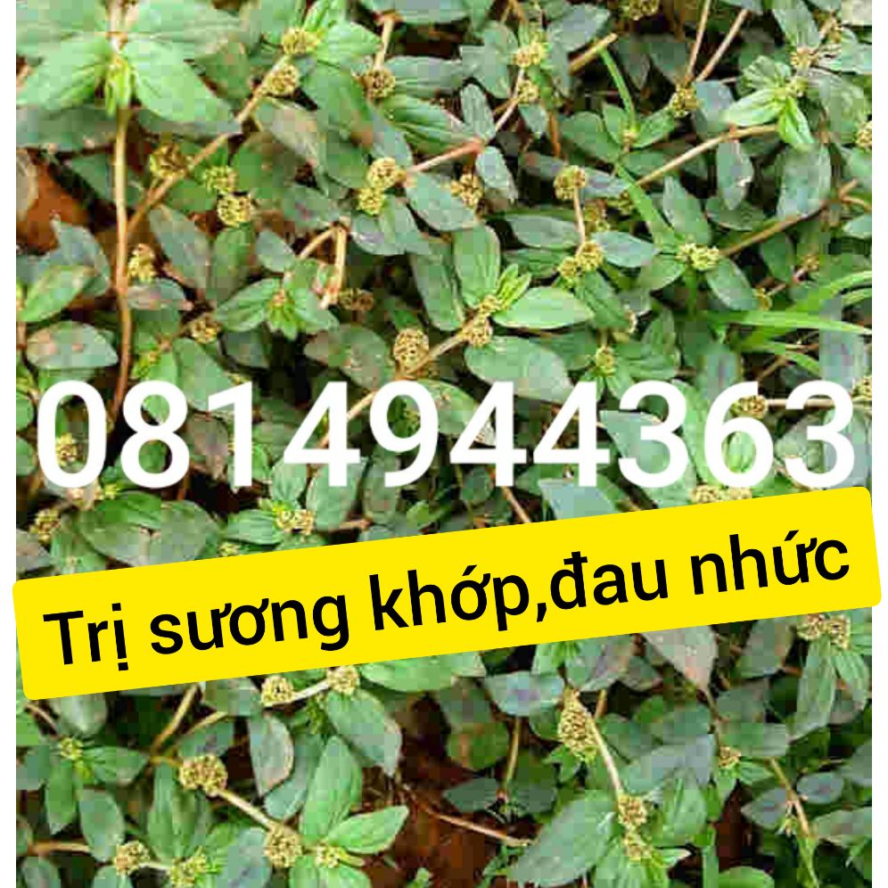 cây cỏ sữa đất,1kg