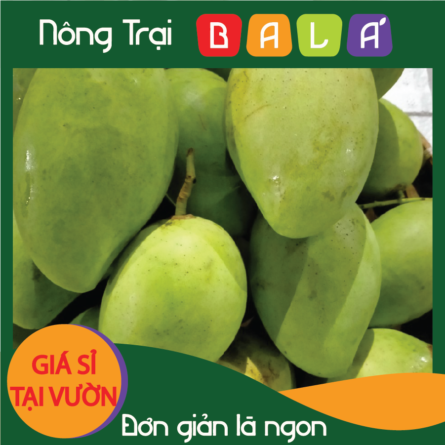 HCM - Xoài Cát Chu Xanh giá tại vườn - [Giao nhanh TPHCM]