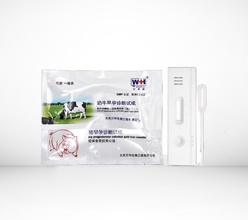 Que thử thai trâu bò