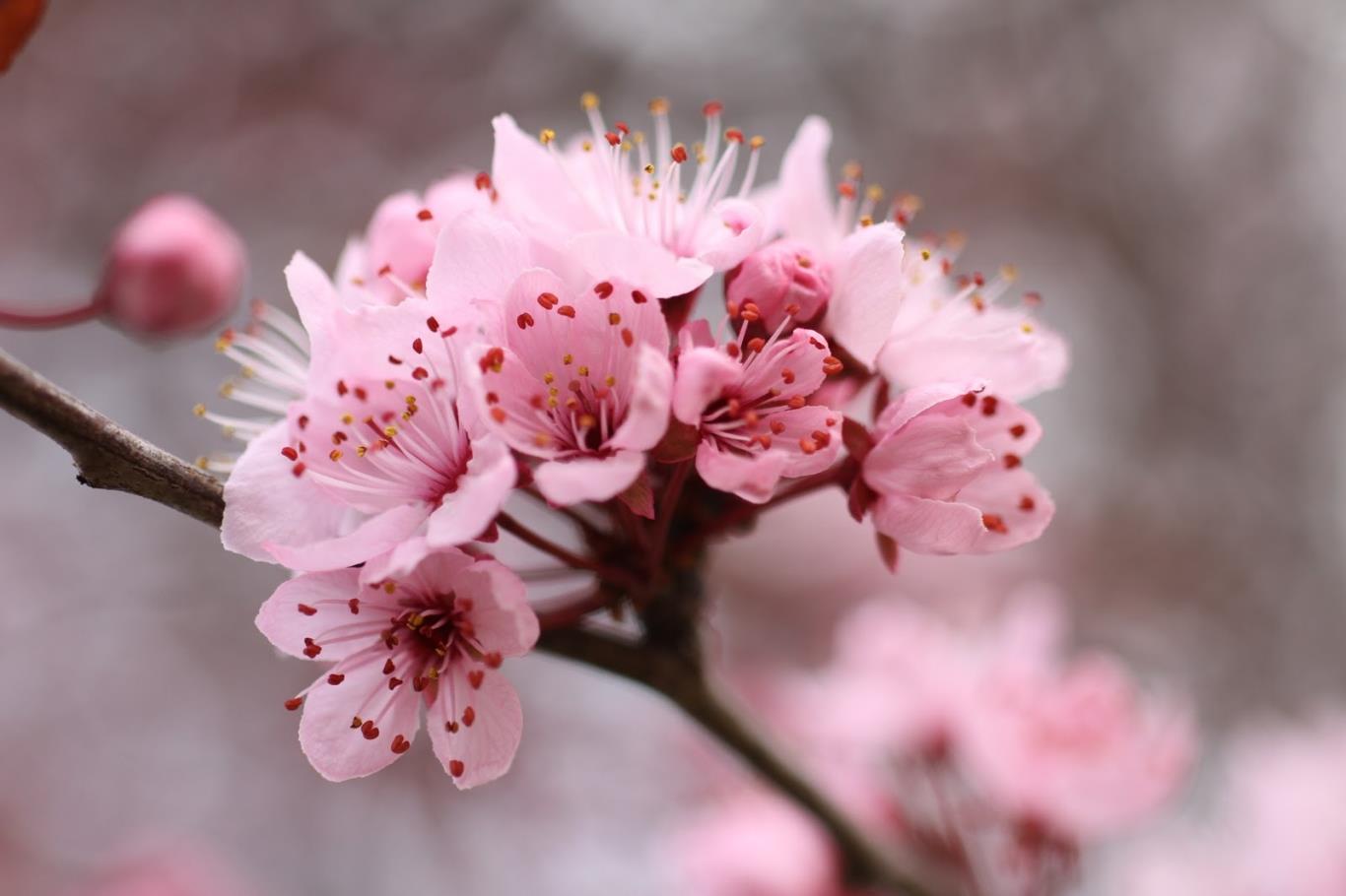 [HCM]Combo hạt giống anh đào sakura+mai đỏ+ tặng2 nén tặng hạt giống