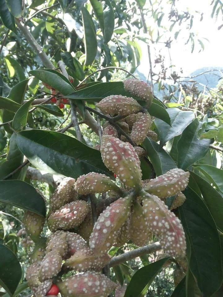 CÂY GIỐNG CÂY DỔI XANH NẾP THU HẠT