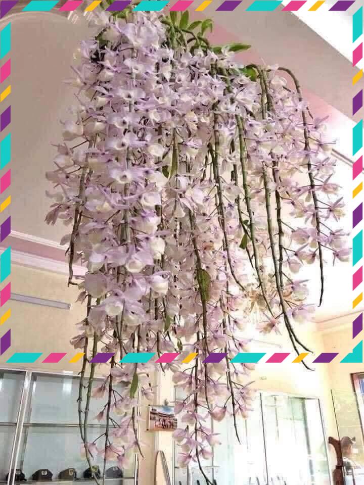 Hoa Lan đột biến hạc vỹ