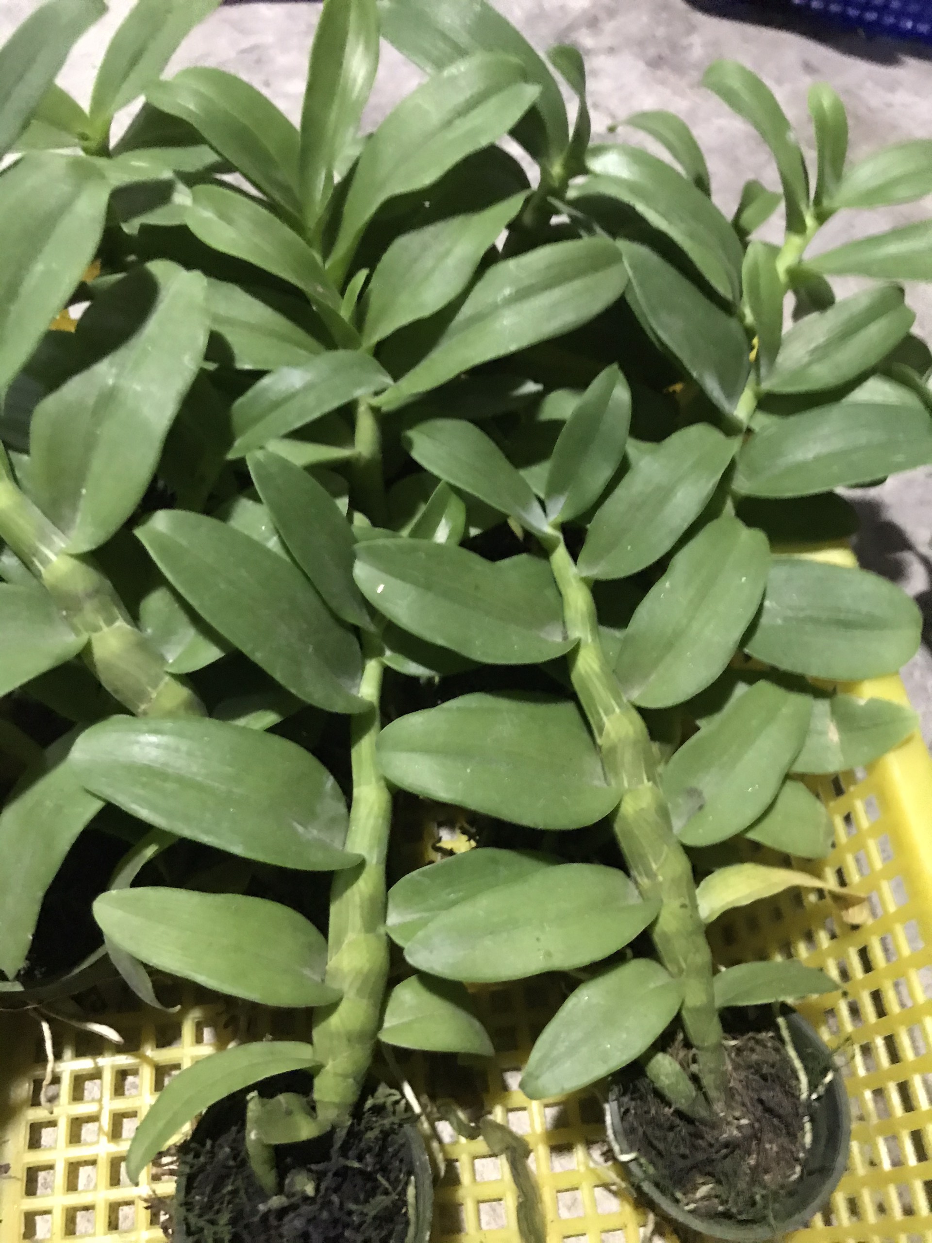 Phi điệp gieo hạt cây giống nhiều loại