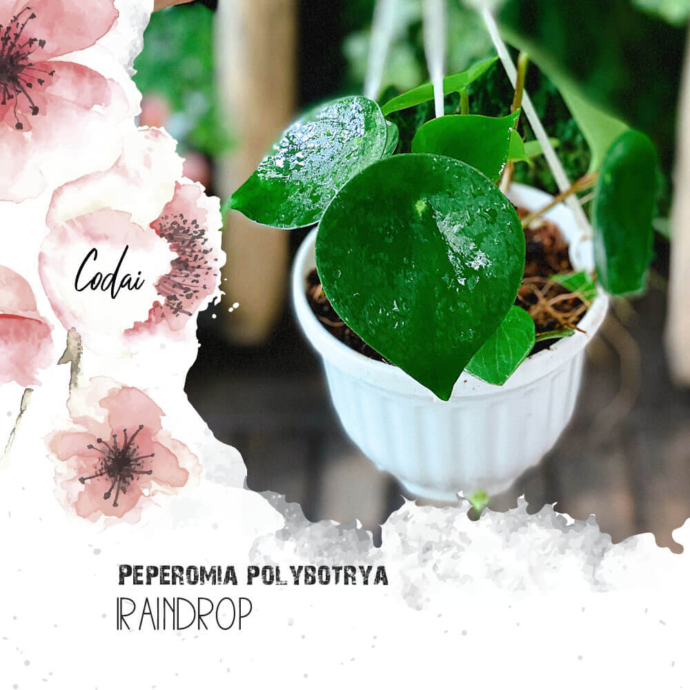Cây Peperomia polybotrya Raindrop chậu treo bí ngô