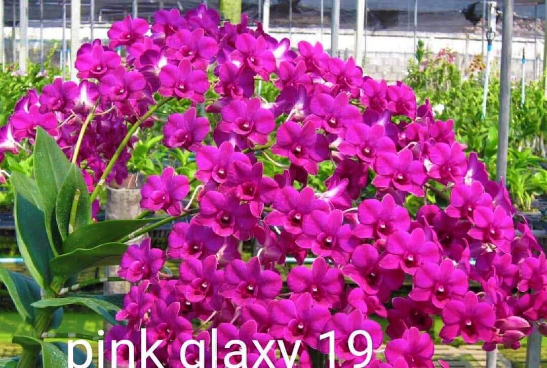 Hoa lan pink galaxy