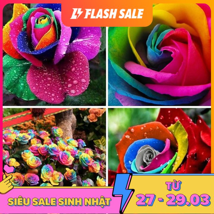 MJ30A Gói 10 Hạt giống Hoa Hồng 7 Sắc (tặng gói kích nẩy mầm và hướng dẫn)