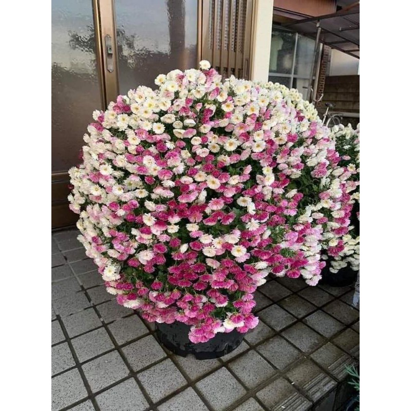 Cúc mâm xôi nhật đổi màu