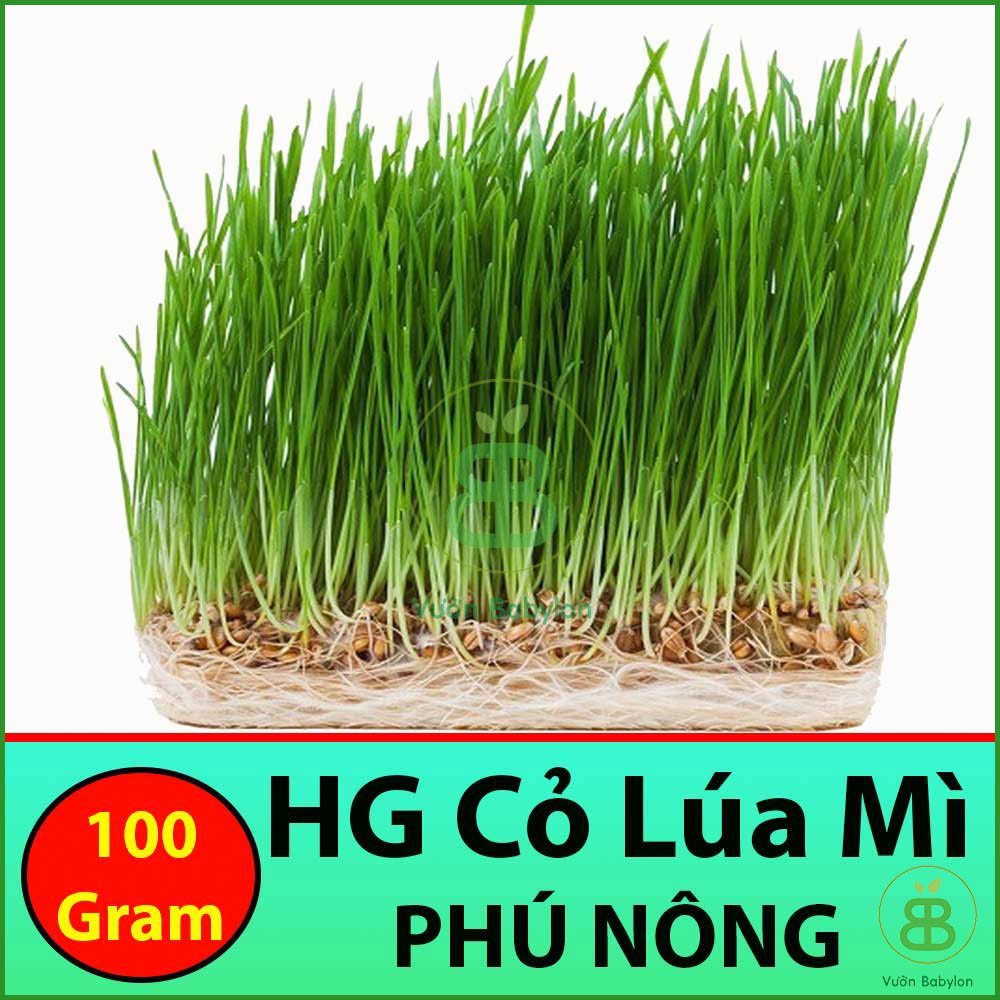 Hạt Giống Mầm Lúa Mạch( Cỏ Lúa Mì) 100GR Nảy Mầm Nhanh