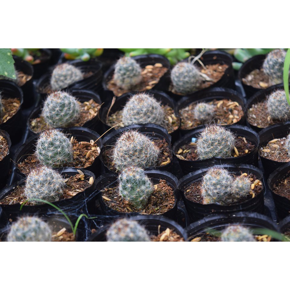 Xương Rồng Mammi Trứng Ngỗng