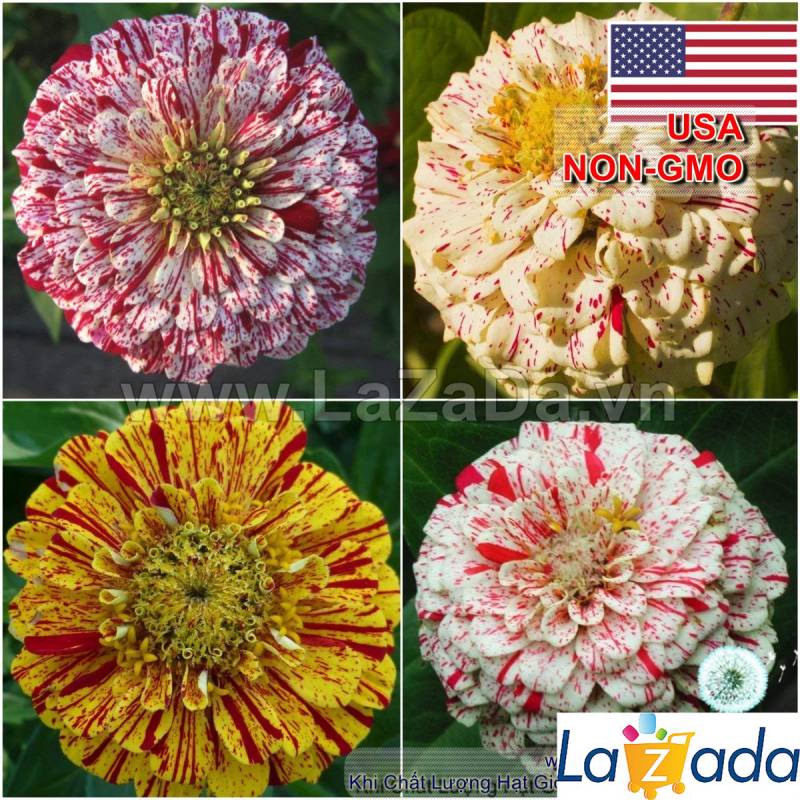 50h Hạt Giống Hoa Cúc Lá Nhám CandyStripe (C4.200| -KD: B41*V73*M165)