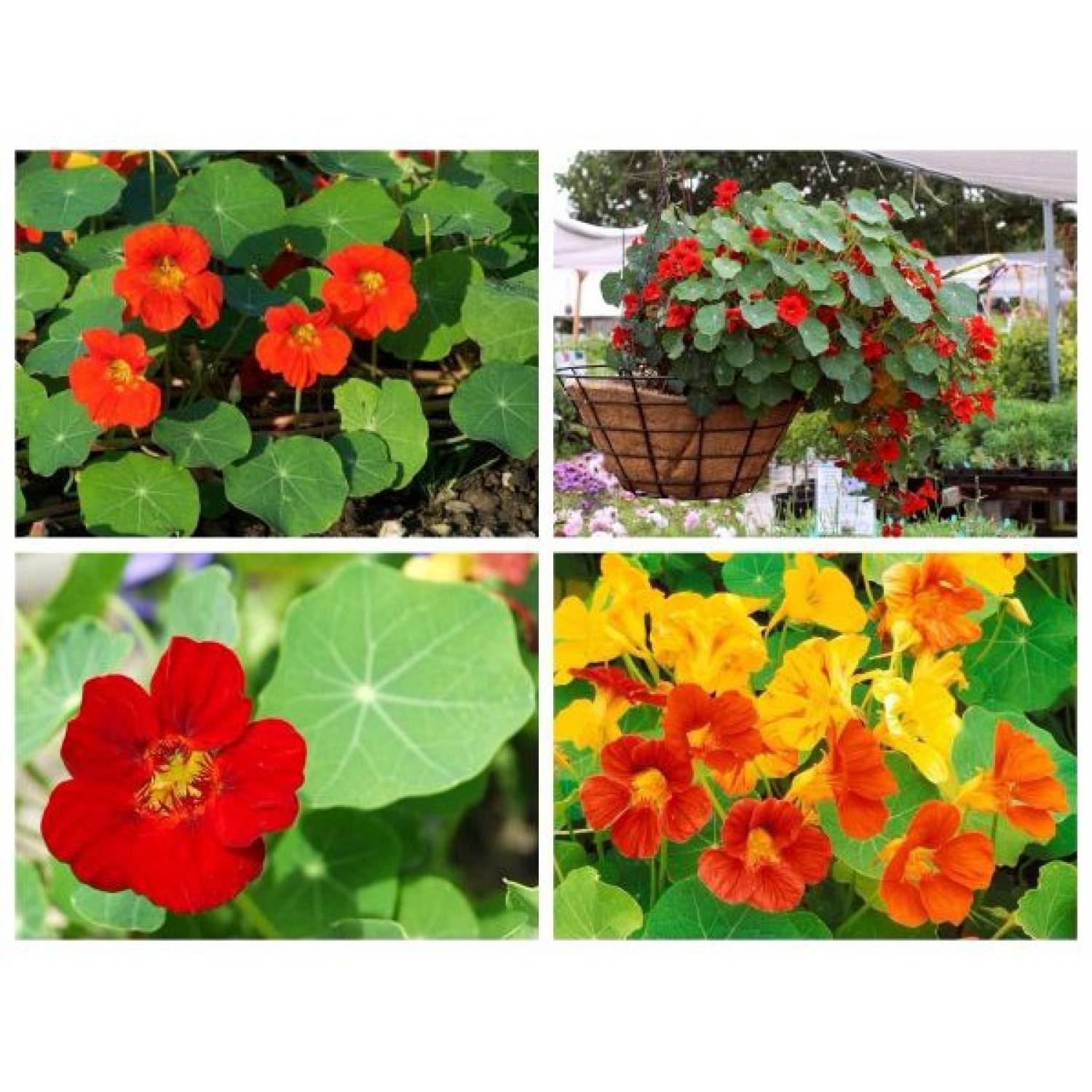 Ma307 gói 5 hạt giống sen cạn lùn mix màu