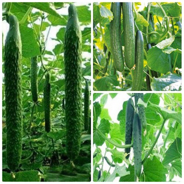 Hạt giống dưa chuột Nhật - Dưa leo Nhật Bản F1 - Trái dài, ít ruột, giòn ngọt siêu ngon
