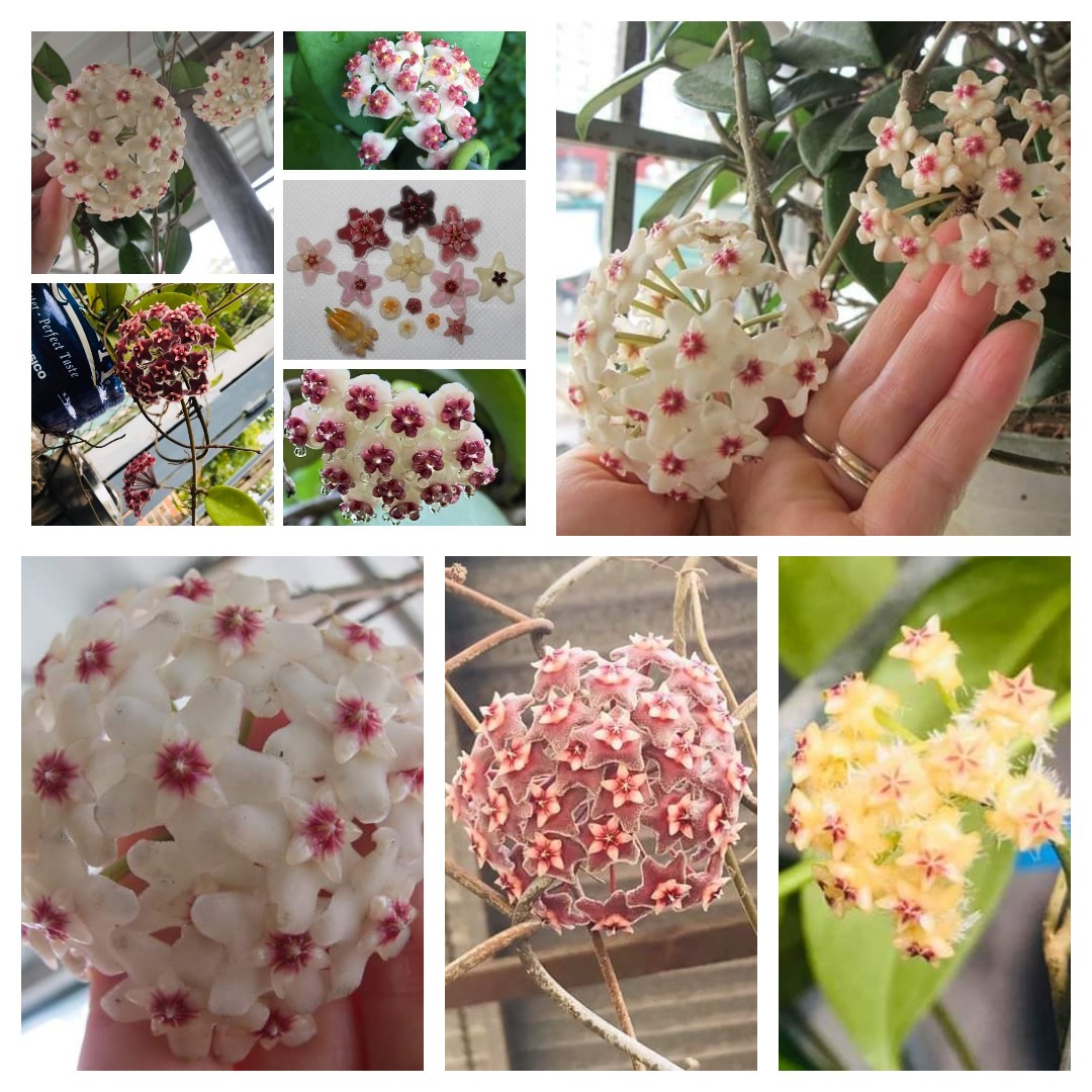 Lan cẩm cù lá trái tim màu hoa ngẫu nhiên|Minh Hân Garden