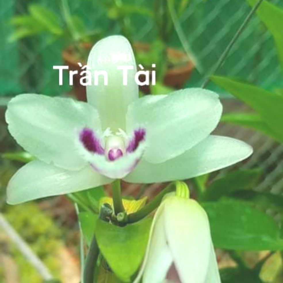 Sản phẩm Hoa phong lan - 5ct tố đan