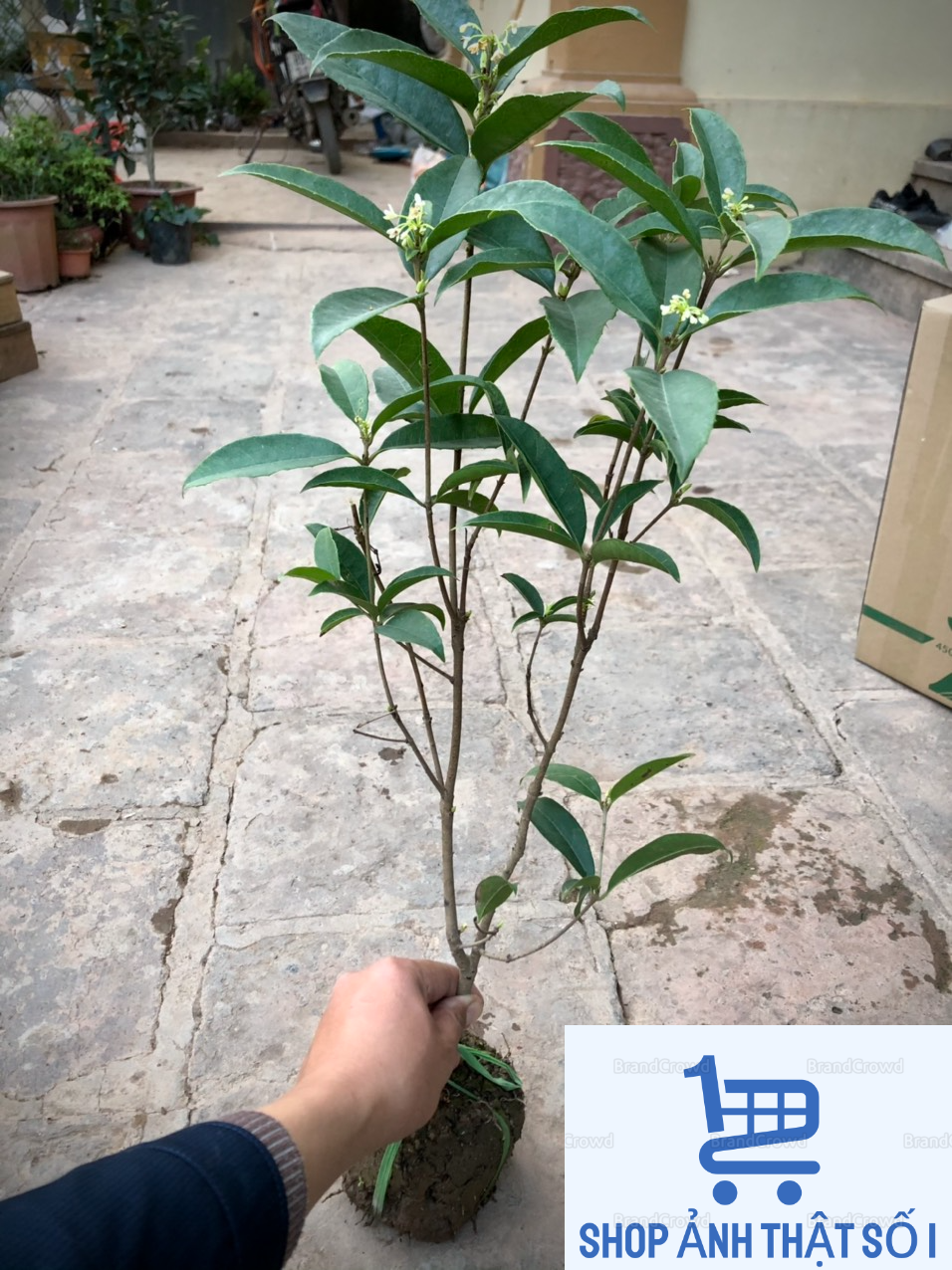 Cây mộc hương ta hoa thơm 50-60 cm đang có hoa - hàng mới về số lượng có hạn - cây đẹp, giá rẻ - omens