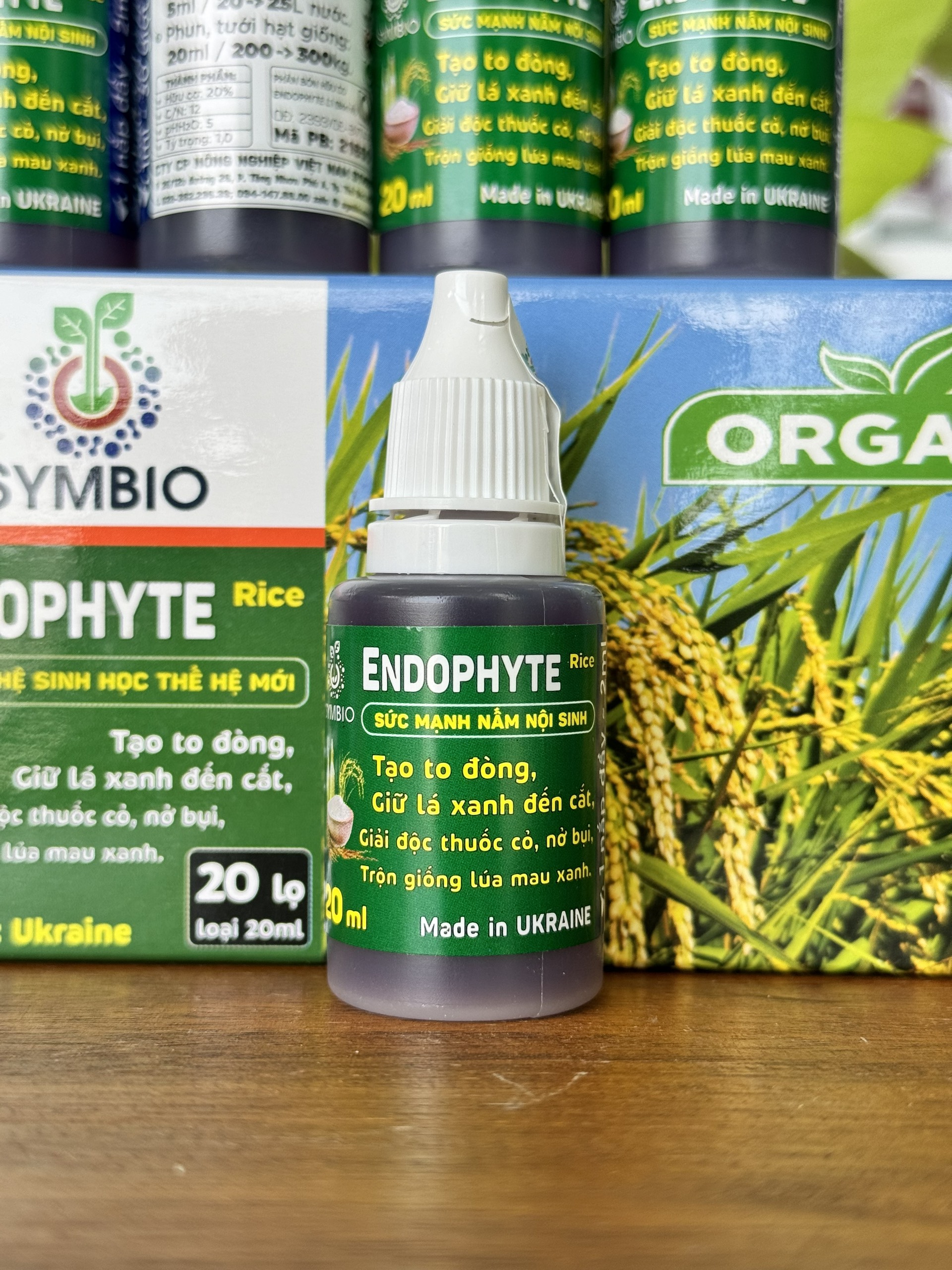 Endophyte symbio sức mạnh nấm nội sinh tạo to đòng giữ lá xanh đến cắt trộn giống lúa mau xanh của symbio