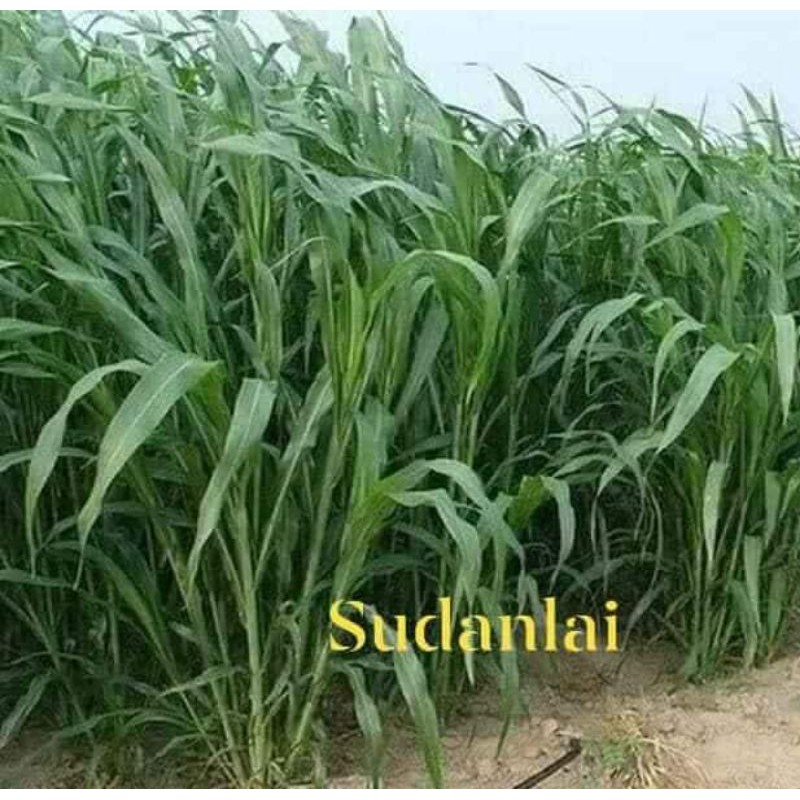 Hạt giống cỏ chăn nuôi sudan -gói 100gram