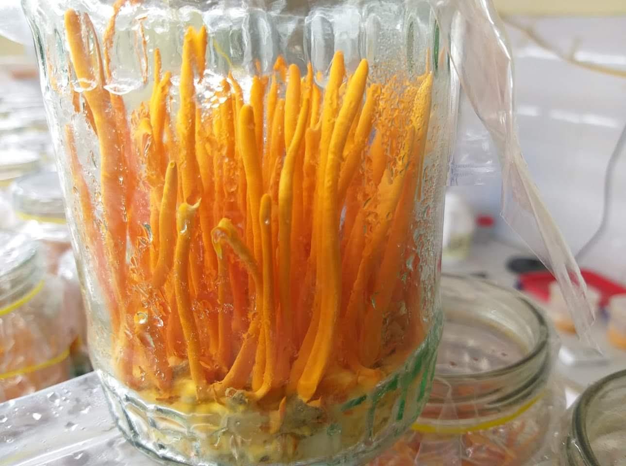 Đông trùng hạ thảo ̣- đế sinh khối