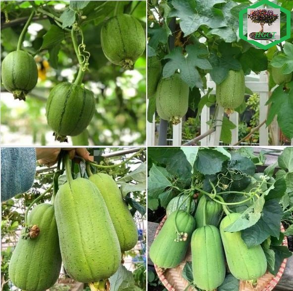 Hạt giống mướp hương táo nhập khẩu Đài Loan - 5 hạt/gói