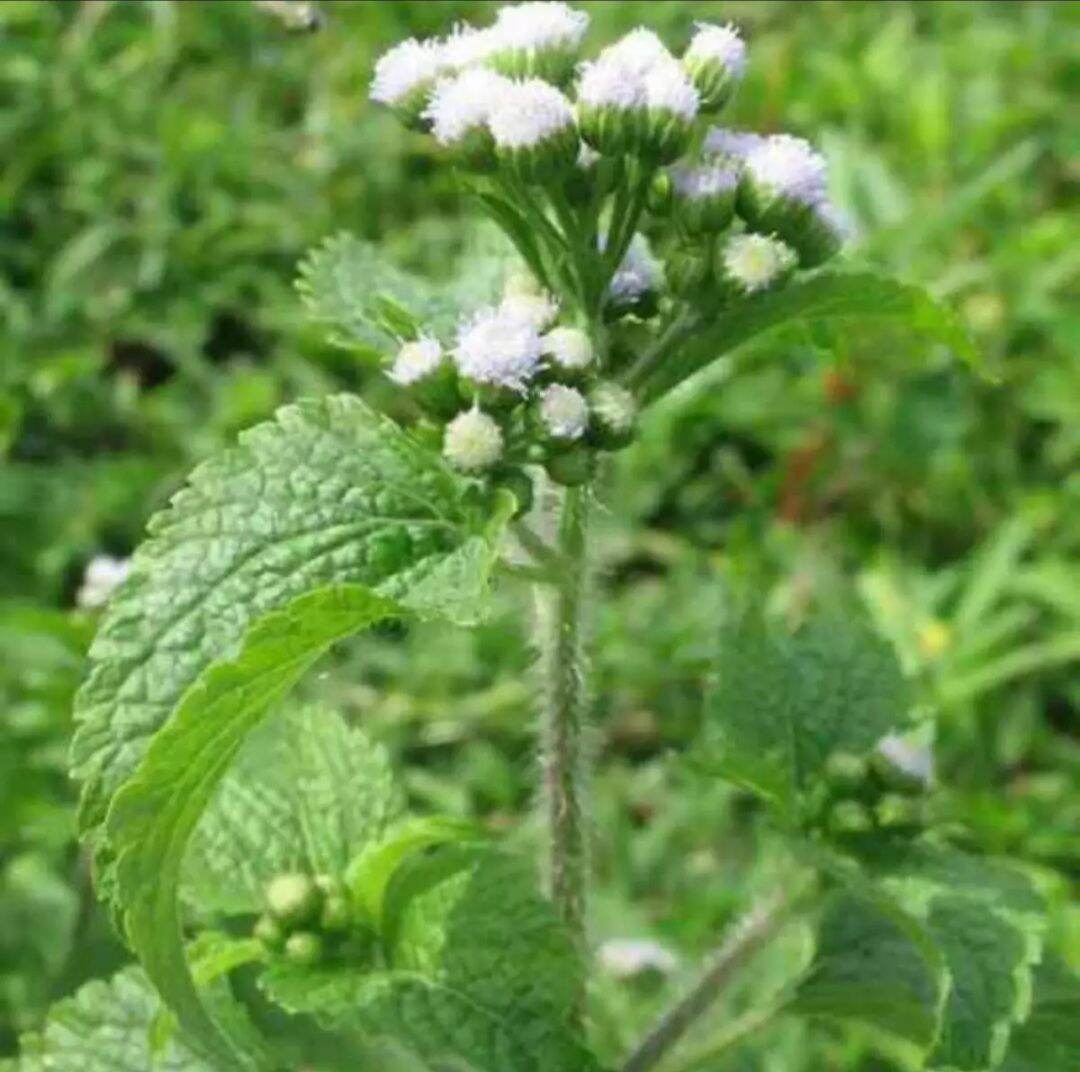 [Chỉ giao miền Nam 1-2 ngày tới] 1 kg thân lá cây Cỏ Hôi tươi, đóng gói hút ẩm, đảm bảo tươi nguyên (cây Cứt Lợn - Xuyến Chi)