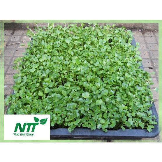 Hạt giống rau xà lách xoong mỹ tn