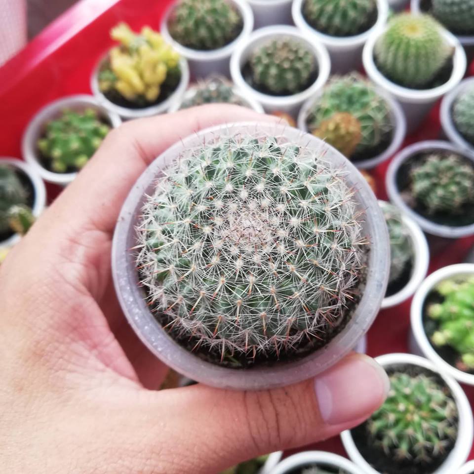 [HCM]Cây xương rồng bánh sinh nhật SIze 5cm+ cây trưởng thành tuổi ra hoa
