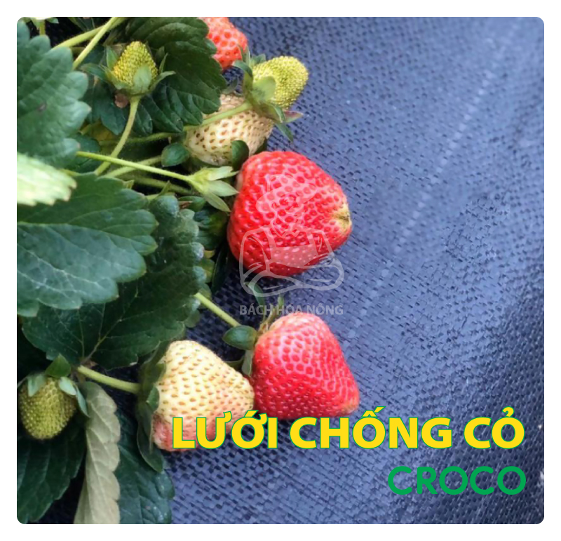 Lưới chống cỏ CROCO cuộn dài 50m, 95 gsm, 5% UV, khổ ngang 1,5m