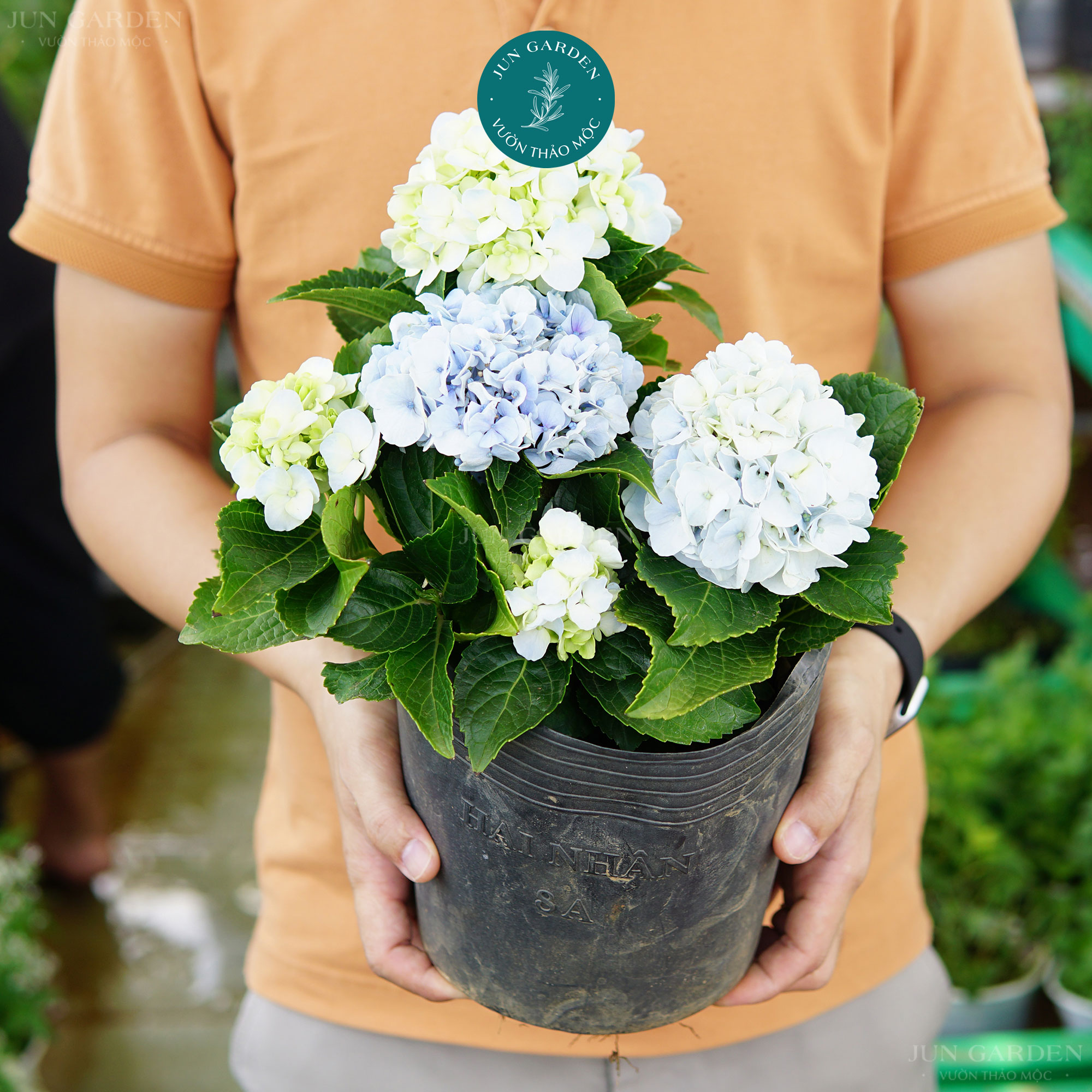 Cẩm tú cầu jun garden đà lạt cây khoẻ dễ sai hoa