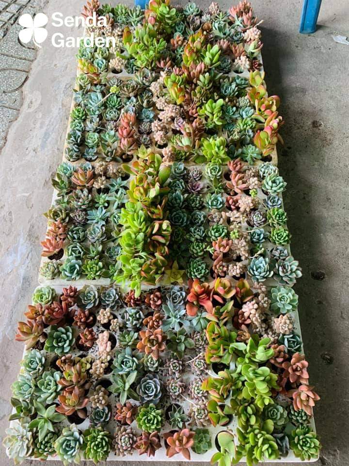 Sen đá mini - Sen đá mini ngẫu nhiên- 1 cây sen đá mini