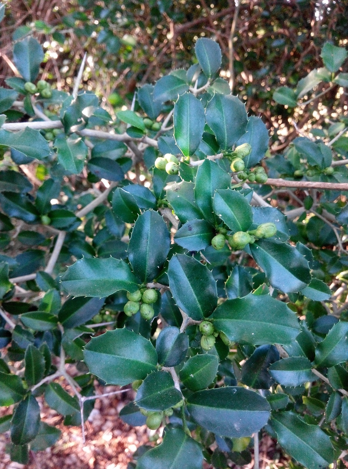 Cây quýt rừng ( quýt gai ) - gửi cây trong bầu