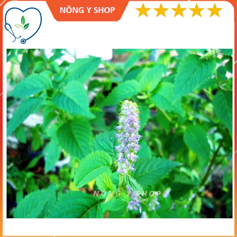 Hạt giống rau kinh giới rạng đông - rado 11 - 1g
