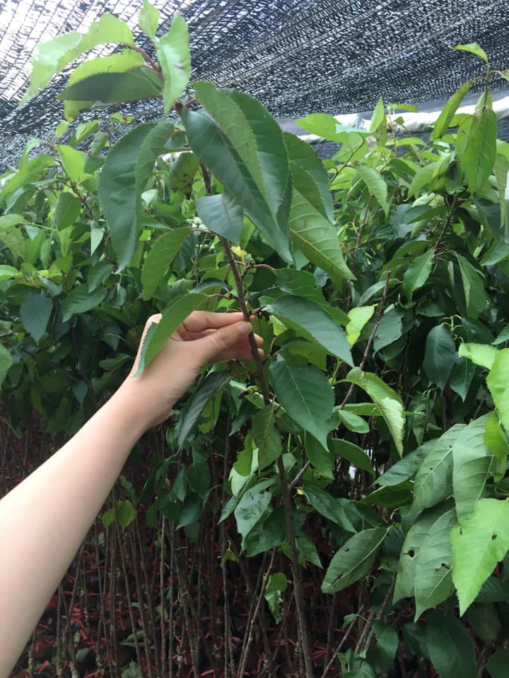 Cây giống chery anh đào cam kết chuẩn giống