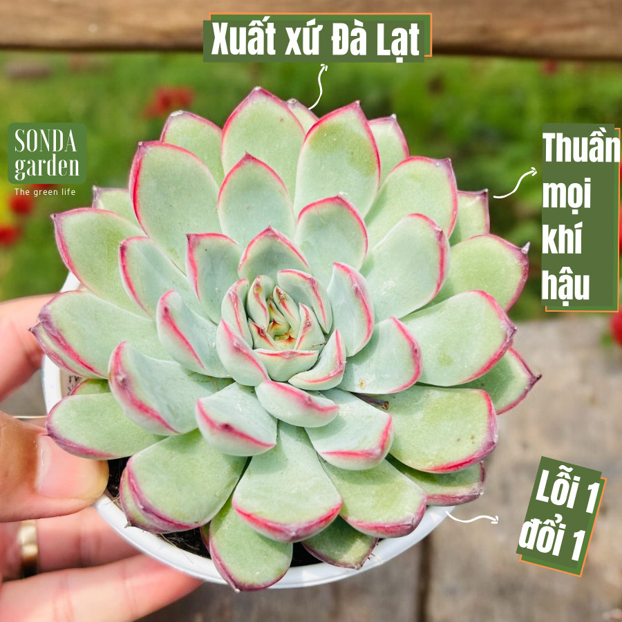 Sen đá viền hồng size trung bình siêu khỏe đẹp lỗi 1 đổi 1