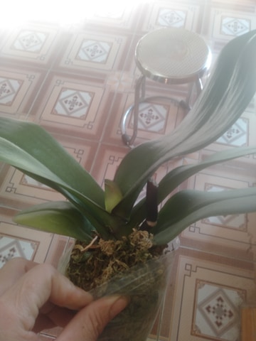 LAN HỒ ĐIỆP ĐẠI chưa ngồng từ 5 đến 6 lá