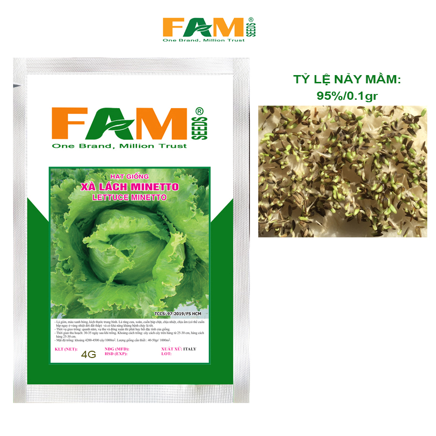 Hạt Giống Xà Lách Minetto FAM SEEDS - Gói 4gr, Nhập khẩu Italy, Nảy mầm và sinh trưởng mạnh, Kháng bệnh cháy lá tốt, Lá giòn, Xanh bóng, Cuốn búp chặt