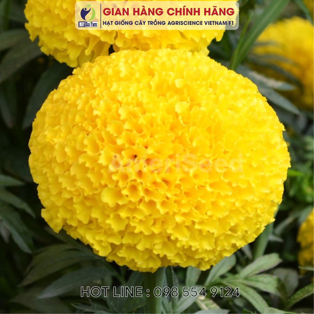 Hạt giống hoa cúc vạn thọ nhiều màu 0.1gr - h2t farm