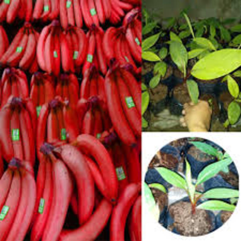 Cây giống CHUỐI ĐỎ ngọt thơm - hàng cây giống CHUẨN F1