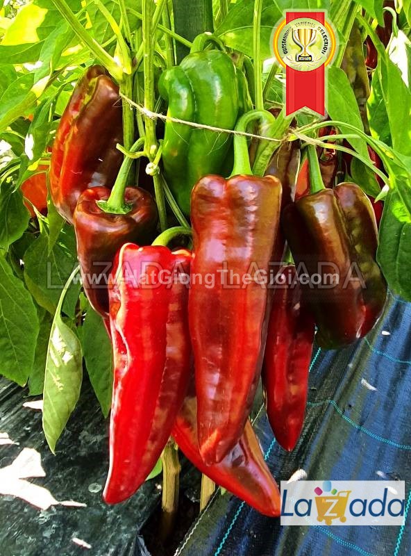 5gr 650.hạt hạt giống ớt ngọt sừng đỏ 20cm