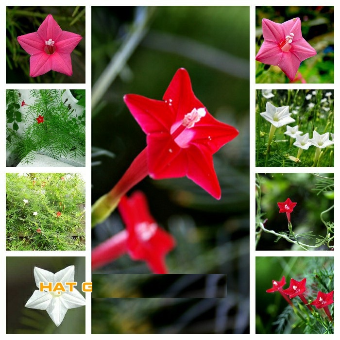 Hạt giống hoa leo giàn tóc tiên mix - Gói 10 hạt