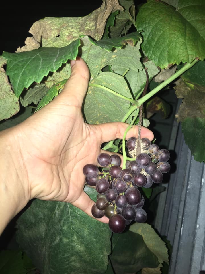 CÂY GIỐNG NHO KẸO 126- NHo Pháp