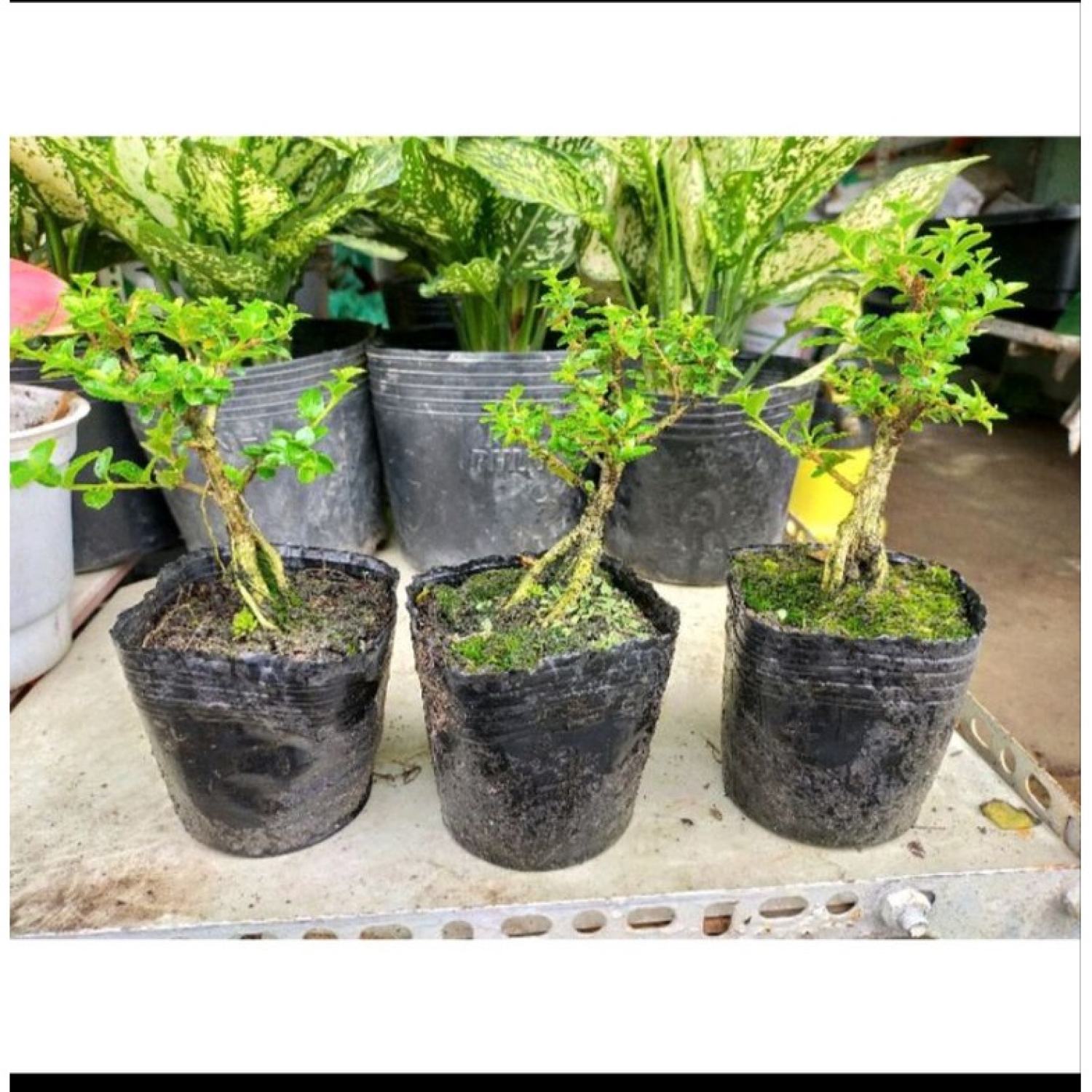 Sam Hương mini trang trí tiểu cảnh, bon sai.....cây dưới 15cm