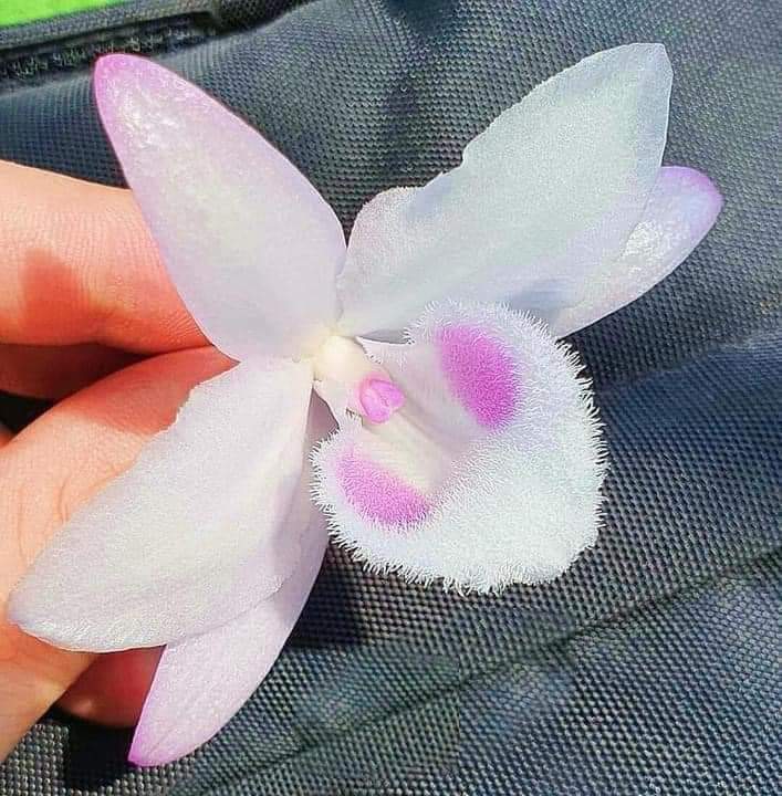 Phi Điệp Hồng Yên Thủy Chậu Năm Hai Cây trưởng thành hai thân