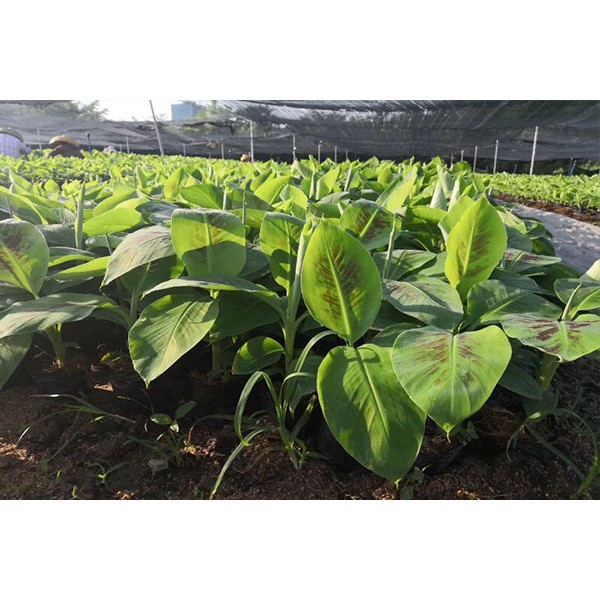 Cây giống chuối già nam mỹ giống