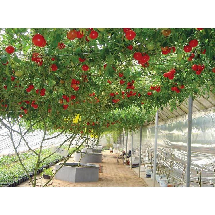 Hạt giống cà chua leo giàn f1 nhập nga - cà chua bạch tuộc f1