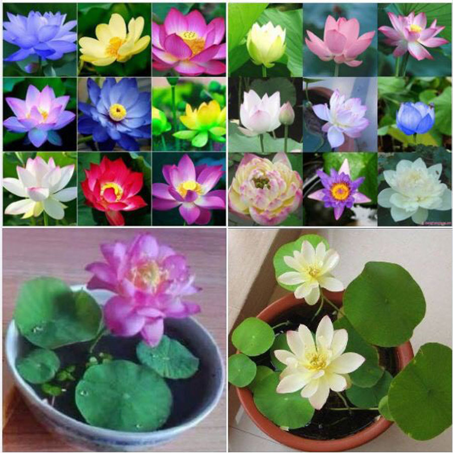 Hạt giống hoa sen mini nhật bản