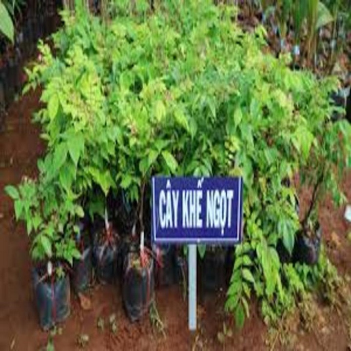 Cây Giống Khế Ngọt Siêu Trái