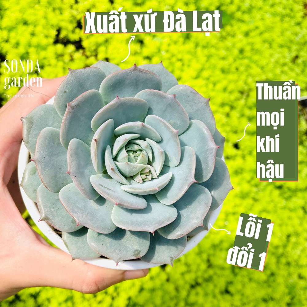Sen đá búp bê sonda garden size trung bình 10-12cm, cây cảnh trang trí nhà cửa, lỗi 1 đổi 1